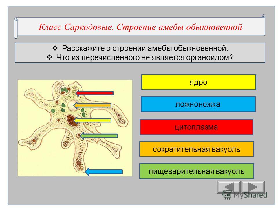 Расскажите о строении. Класс Саркодовые строение. Органоиды амебы обыкновенной. Органоиды амебы и их функции. Строение амёбы с органоидами.