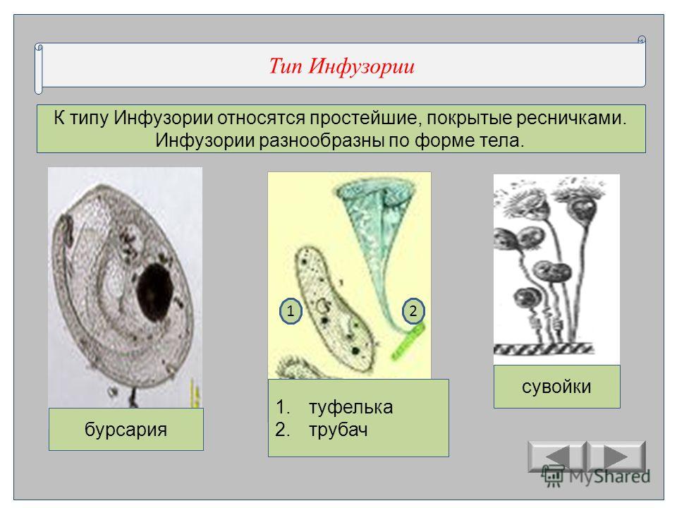 На рисунке изображен представитель простейших имеющий название