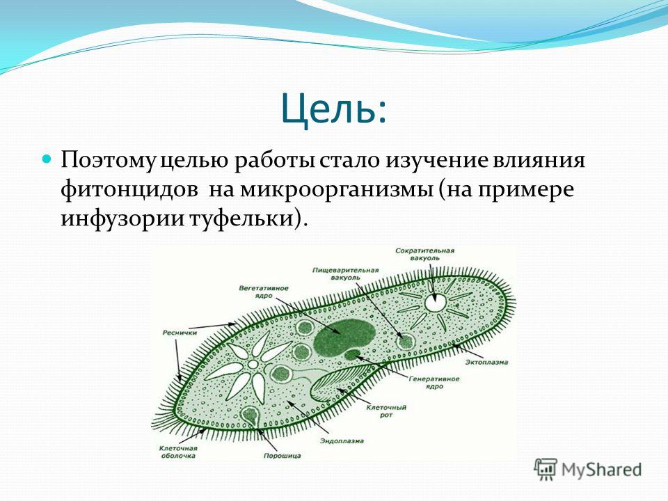 Инфузорию туфельку таблица