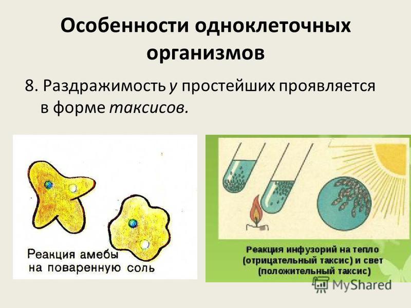 Экспериментатор поместил кристалл соли в каплю воды с живыми амебами изображенном на рисунке