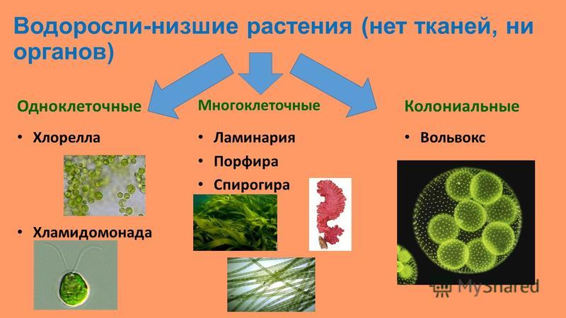 Бактерии в отличие от низших растений. Растения одноклеточные колониальные и многоклеточные. Одноклеточные водоросли 5 класс биология. Одноклеточные водоросли вольвокс. Одноклеточные многоклеточные и колониальные.