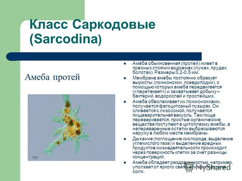 1 дайте характеристику простейшим