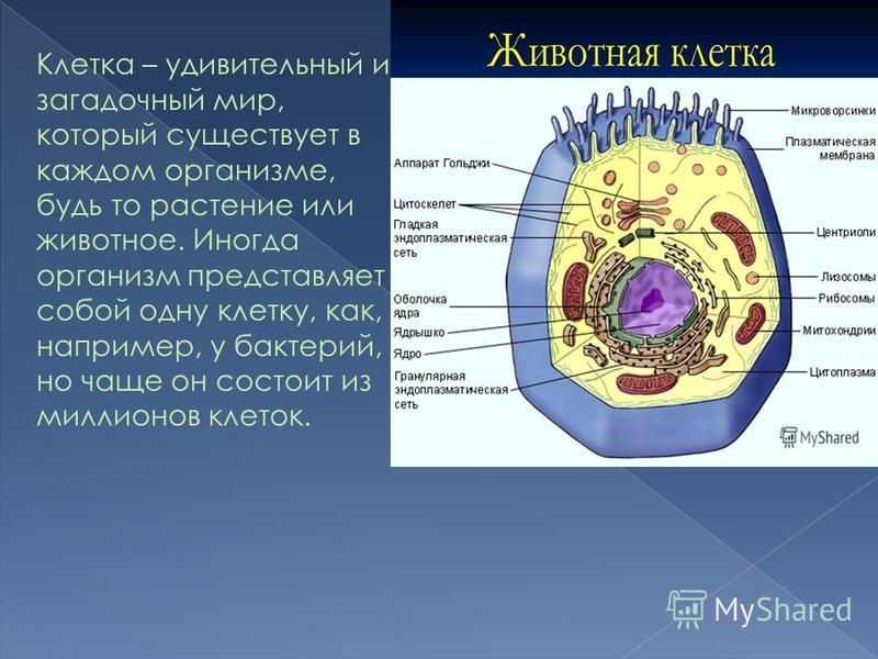 Животная клетка выполняемые функции