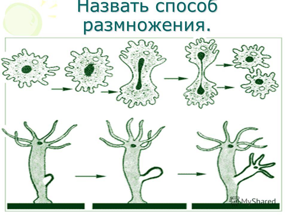 Нарисуйте схему бесполого размножения