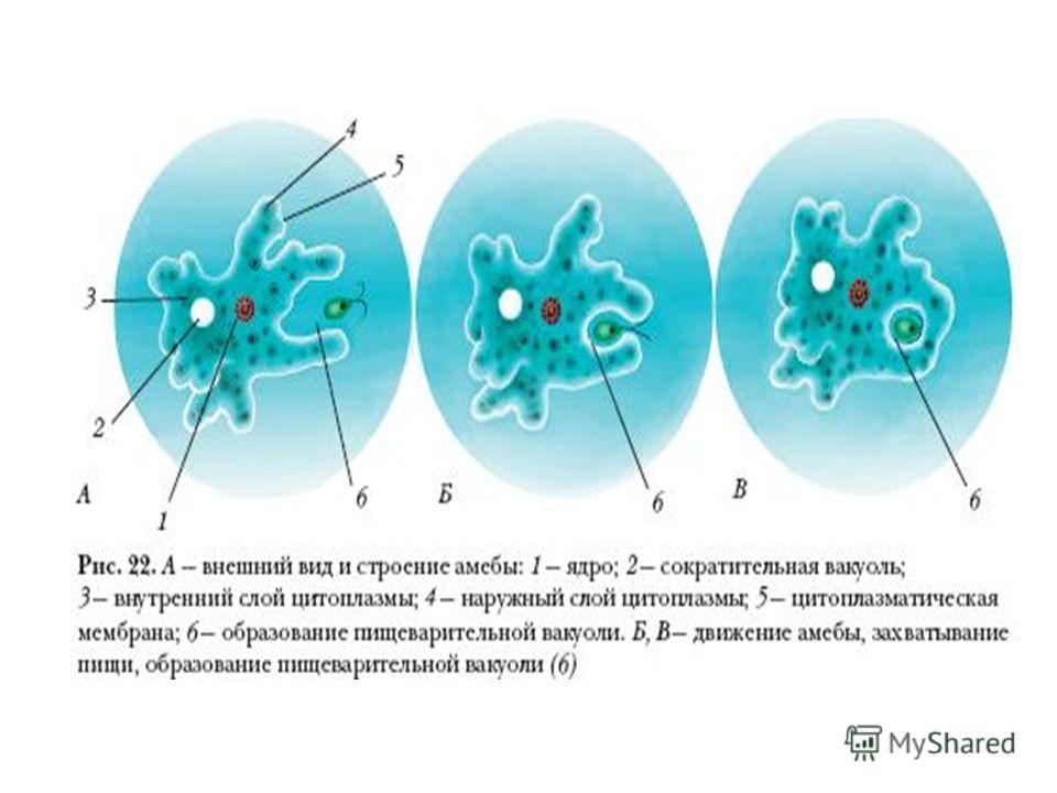 Презентация по биологии 7 класс амеба обыкновенная