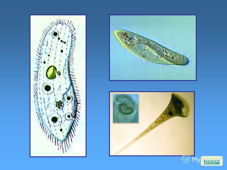 Самый простой одноклеточный организм. Инфузории Holophrya. Одноклеточные. Одноклеточные организмы. Одноклеточных животных.