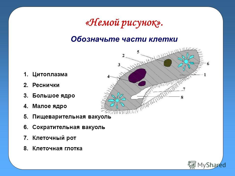 Какая часть клетки обозначена на рисунке цифрой 3