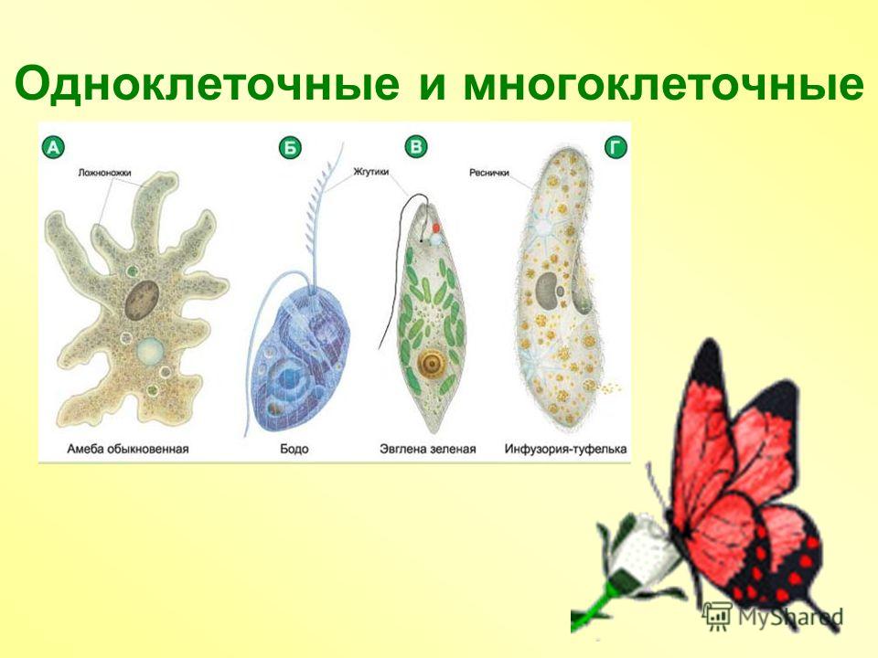 Клетки тканей многоклеточного организма. Одноклеточные и многоклеточные. Одноклеточные и многоклеточные клетки. Одноклеточные одноклеточные и многоклеточные. Одноклеточные и многоклеточные животные.