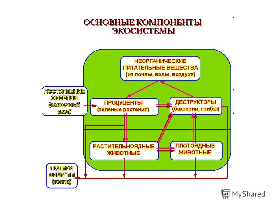 Моделирование экологической системы. 4 Необходимых компонента экосистемы.