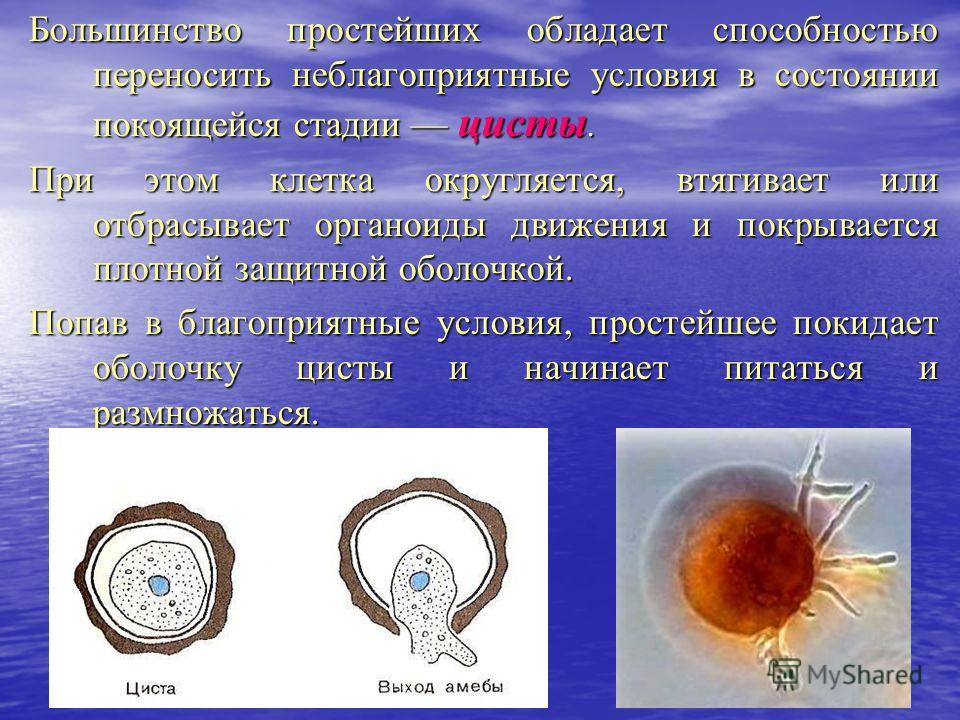 Какое простейшее имеет. Неблагоприятные условия для простейших. Цисты образуют простейшие. Неблагоприятные условия простейшие циста. Простейшие образующие цисты.