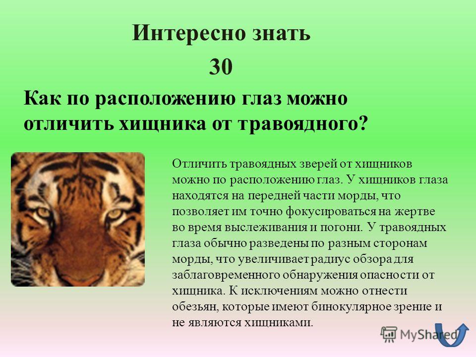 Отличительными чертами этого животного. Расположение глаз у хищников. Зрение у хищников и травоядных. Расположения глаз хищников и травоядных животных. Отличать хищных животных от травоядных.