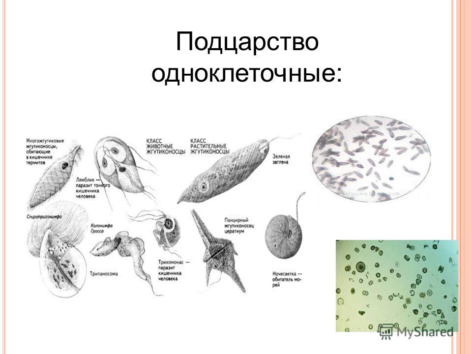 Рассмотрите рисунки напишите к каким типам относятся одноклеточные обозначенные цифрами