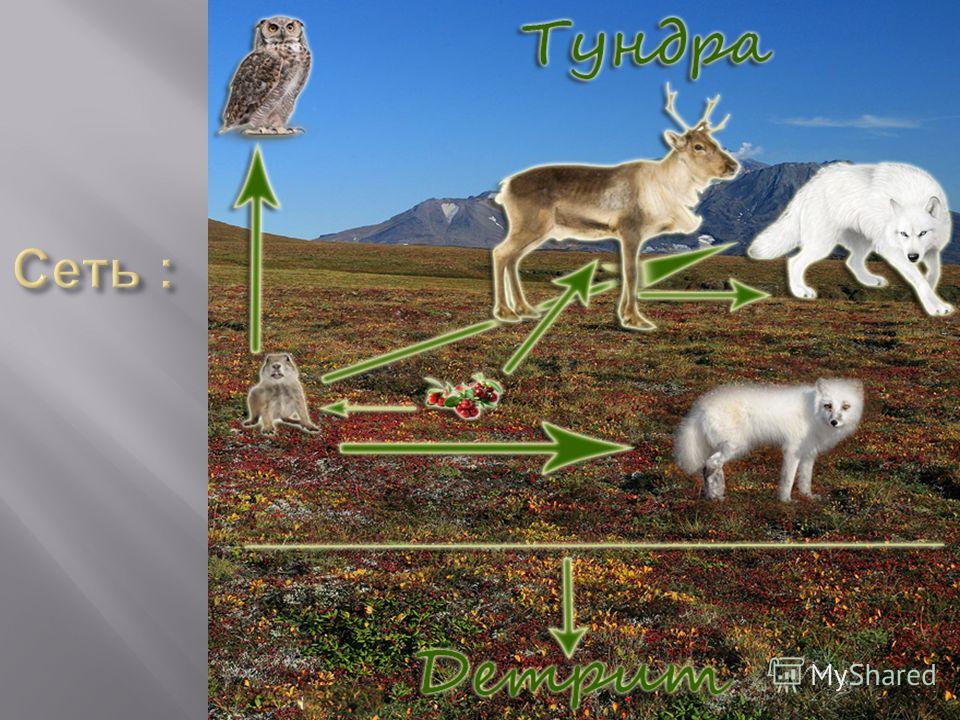 Найдите соответствие природная зона тундра. Животные степи и тундры.