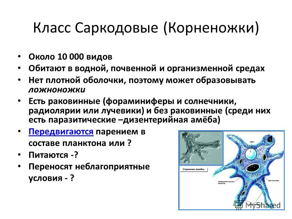 Солнечники особенности строения