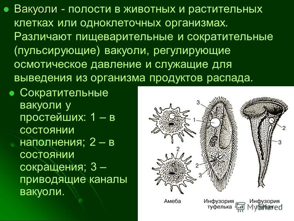 Имеет две сократительные вакуоли