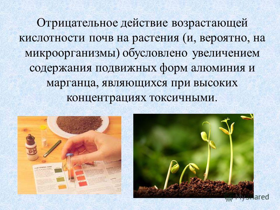Токсичность почв. Влияние кислотности почвы на растения. Влияние растительности на почву. РН кислотность почвы. Влияние удобрений на кислотность почвы.