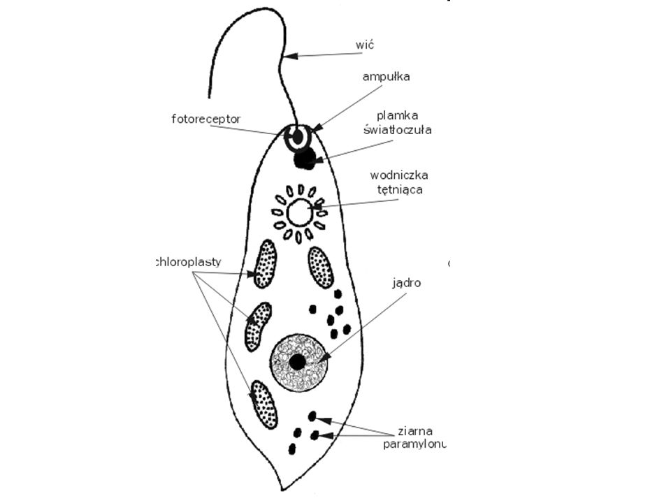Схема строения эвглены зеленой