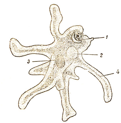 Амеба рисунок в цвете