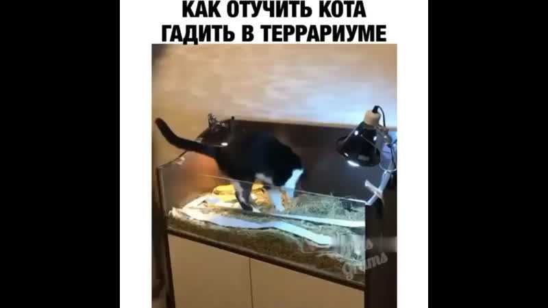 Кошка начала какать на кровать