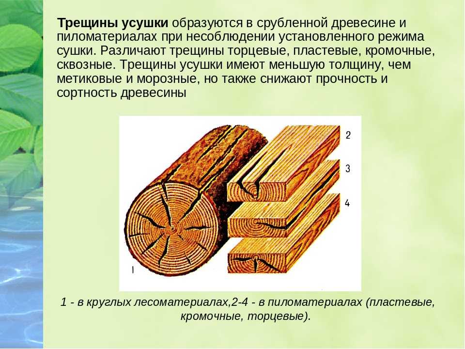 Какая функция у волокон древесины. Трещины усушки древесины. Пороки древесины трещины усушки. Пластевые трещины усушки. Древесина и пиломатериалы.