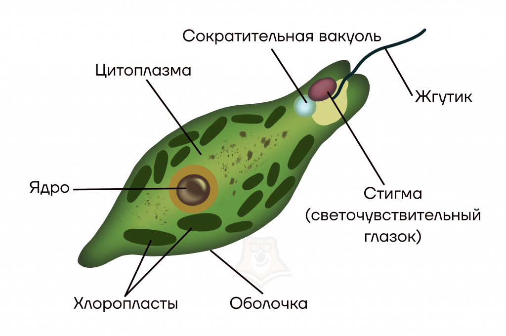 Схема строения эвглены зеленой