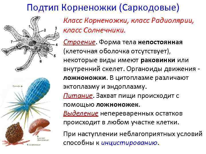 Пользуясь материалом параграфа составьте план ответа по теме общая характеристика простейших