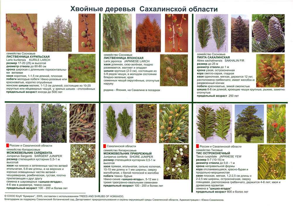 Названия хвойных. Определитель деревьев и кустарников средней полосы России. Хвойные деревья. Хвойные породы растений. Хвойные растения названия.