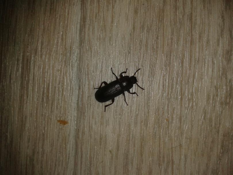 Коричневый жук маленький в квартире фото