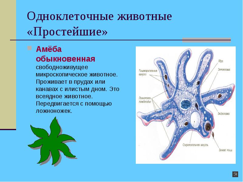 Любое простейшее животное