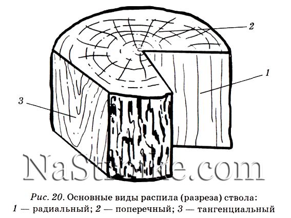 Тангенциальный рисунок шпона