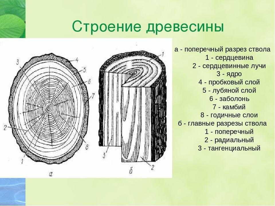 Какие функции в стебле выполняет древесина