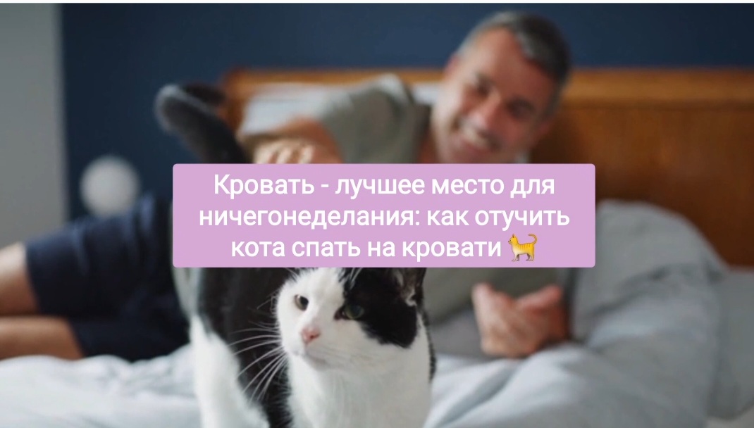 Кошка писает на мягкую мебель