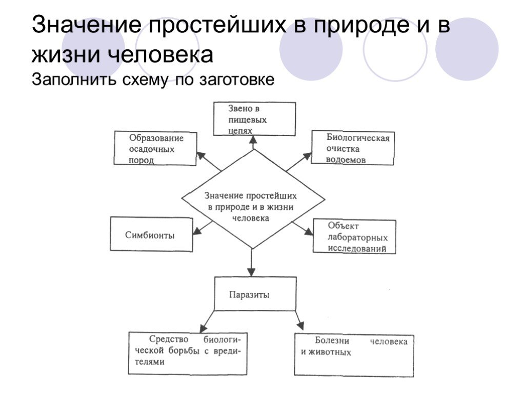 Многообразие и значение простейших в жизни человека. Значение простейших в природе. Схема значение простейших. Значение простейших в природе и жизни человека таблица. Роль простейших в природе и жизни человека.