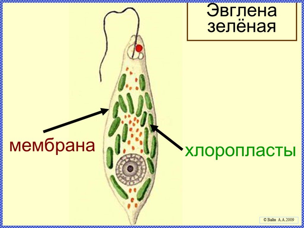 Хлорофиллы эвглены зеленой. Эвглена зеленая строение мембрана. Мембрана у эвглены. Мембрана у эвглены зеленой. Эвглена зеленая форма хлоропластов.