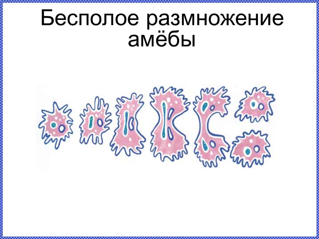 Бесполое размножение деление. Бесполое размножение амёбы. Размножение амебы. Размножение амебыамебы. Процесс деления амеб.