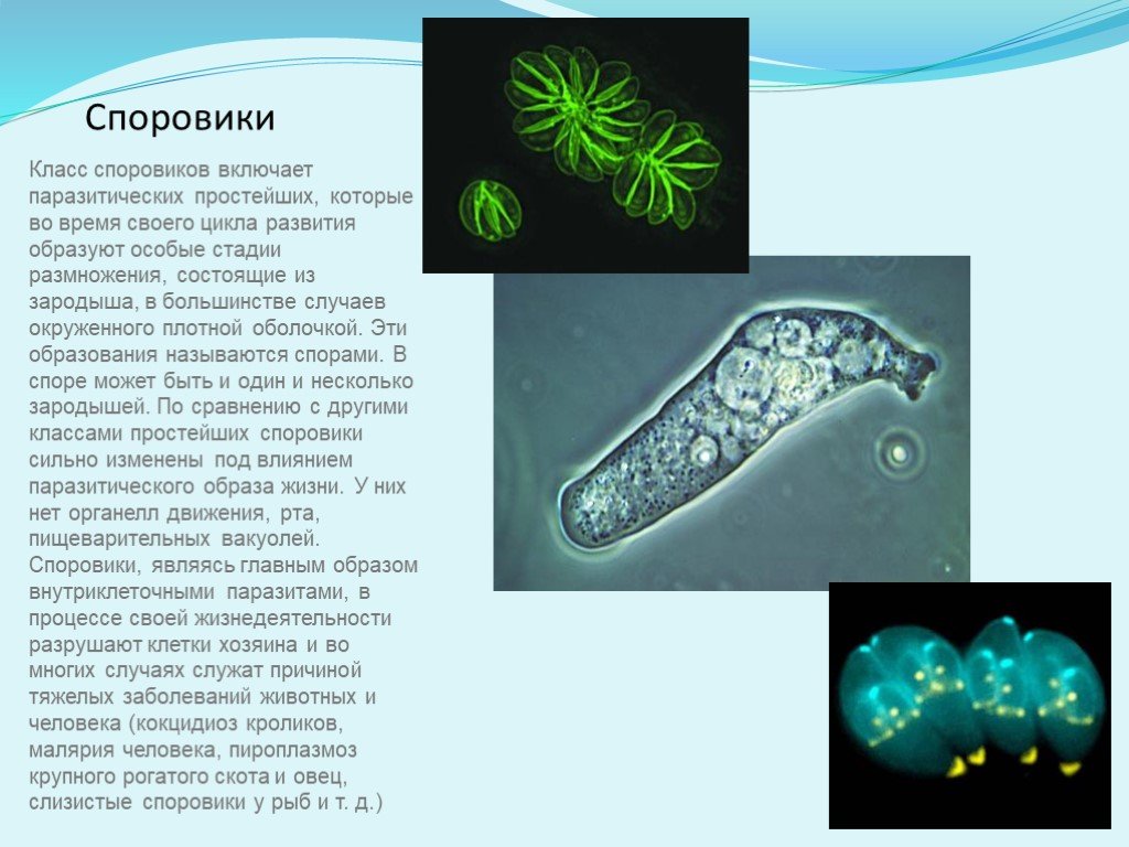 Простейшие биология 7 класс. Простейшие класс Споровики представители. Представители споровиков 7 класс. Споровики паразиты человека. Паразитические представители споровиков.