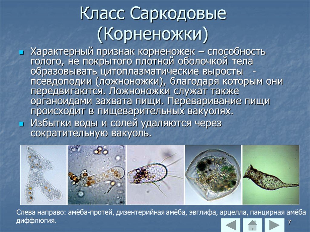 4 класса простейших. Саркодовые Споровики. Представители класса Саркодовые корненожки. Класс Саркодовые и класс жгутиковые. Тип простейшие protozoa класс Саркодовые Sarcodina.