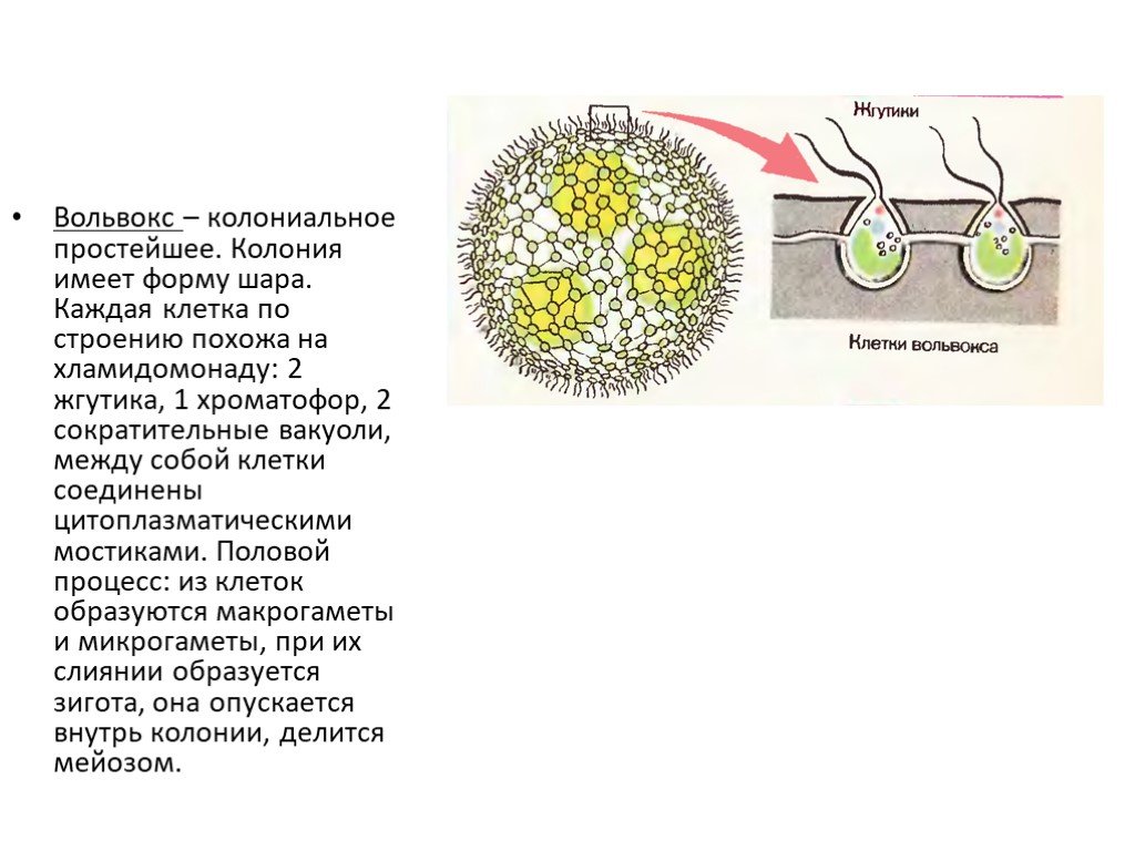 Вольвокс рисунок с подписями