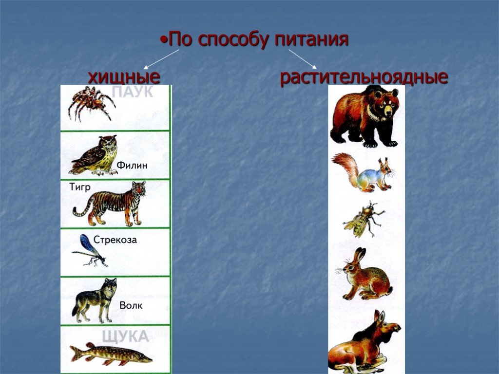 Жанр к которому относится изображение различных животных