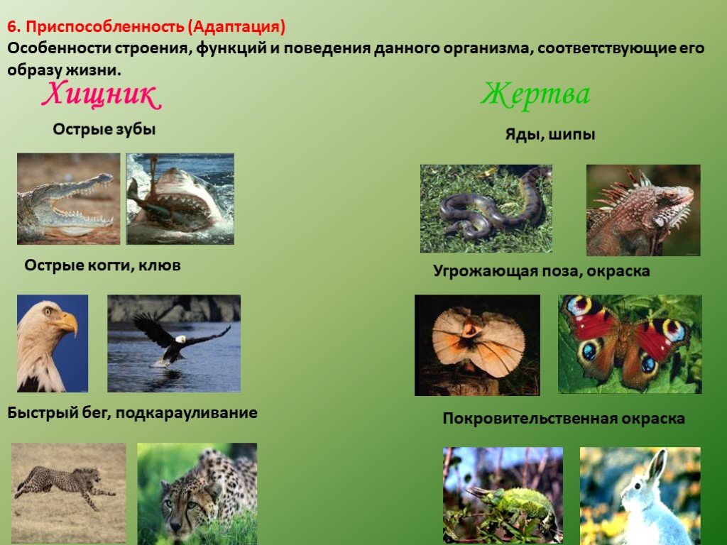 Наименьший живой организм. Адаптации хищников и жертв. Особенности живых организмов. Приспособленность адаптация это. Хищники и жертвы биология.