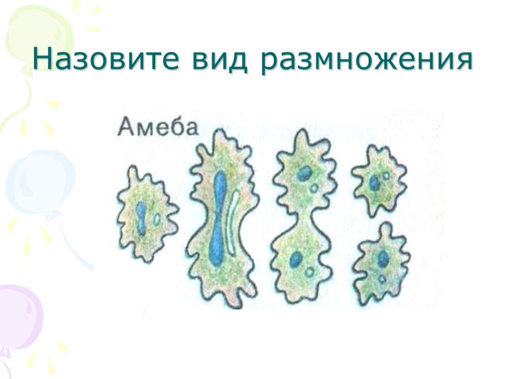 Размножение делением рисунок. Назовите виды размножения. Половое размножение амебы. Рисунки бесполого и полового размножения. Половое и бесполое размножение амебы.