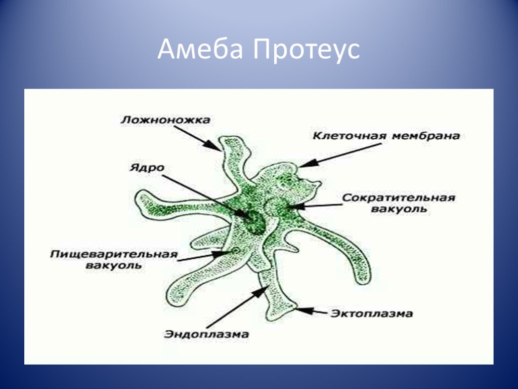 Что обозначено на рисунке цифрой 4 ядро цитоплазма пищеварительная вакуоль ложноножки псевдоподии