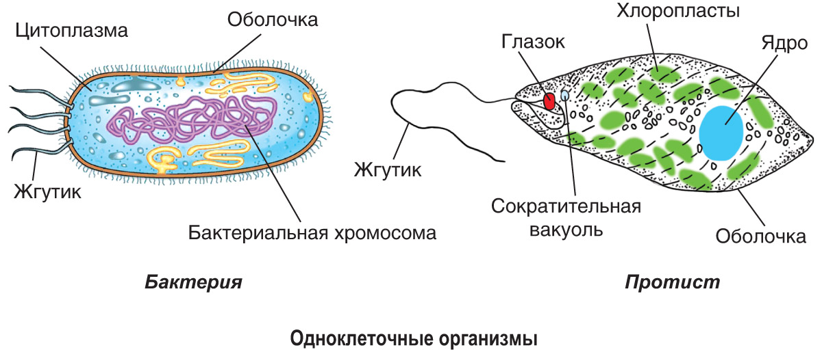 Как называется структура организма эвглены зеленой изображенная на рисунке под цифрой 2