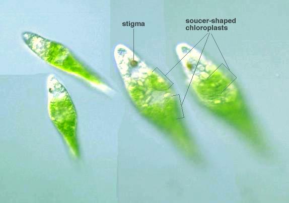 Evglena Zelenaya V Mikroskope Evglena Foto Pod Mikroskopom Internet Magazin Mebeli Mebpilot Ru Shirokij Vybor Nizkie Ceny