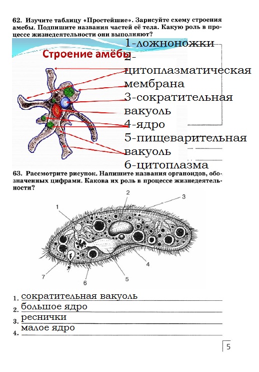 Укажите функцию органоида обозначенного на схеме строения амебы цифрой 4