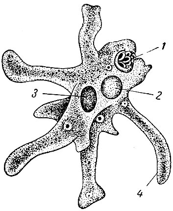 Амеба рисунок по биологии