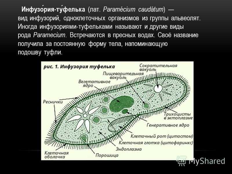 Нарисовать инфузорию туфельку биология 5 класс - 82 фото