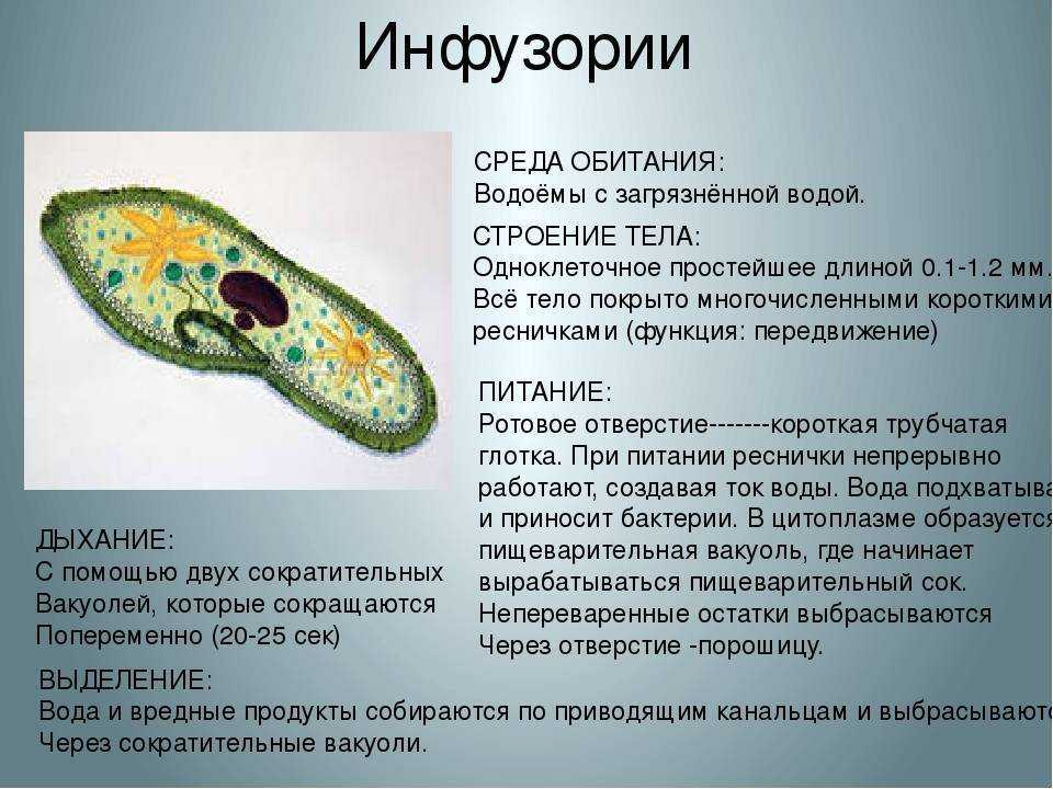 Как сделать проект по биологии 7 класс