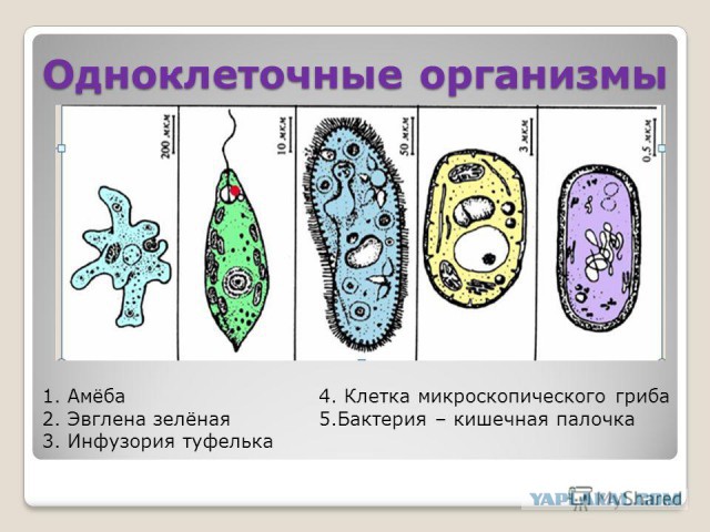 Какой тип питания характерен для инфузории туфельки изображенной на рисунке 1 обоснуйте свой ответ