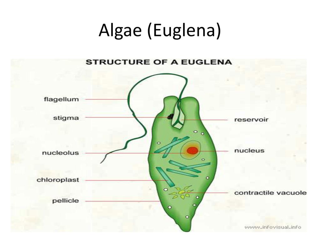 Строение эвглены зеленой рисунок с подписями 7 класс